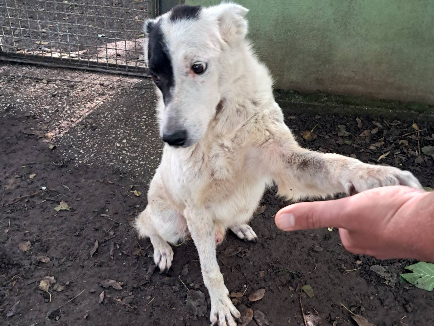 Foto dell'animale