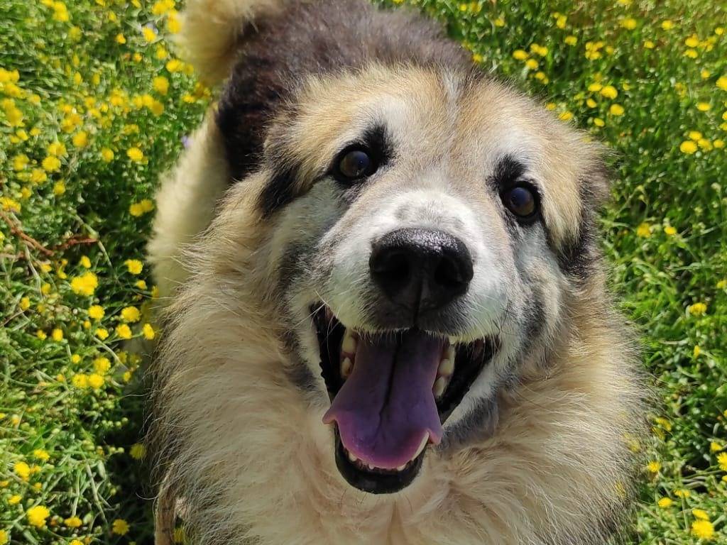 Foto dell'animale
