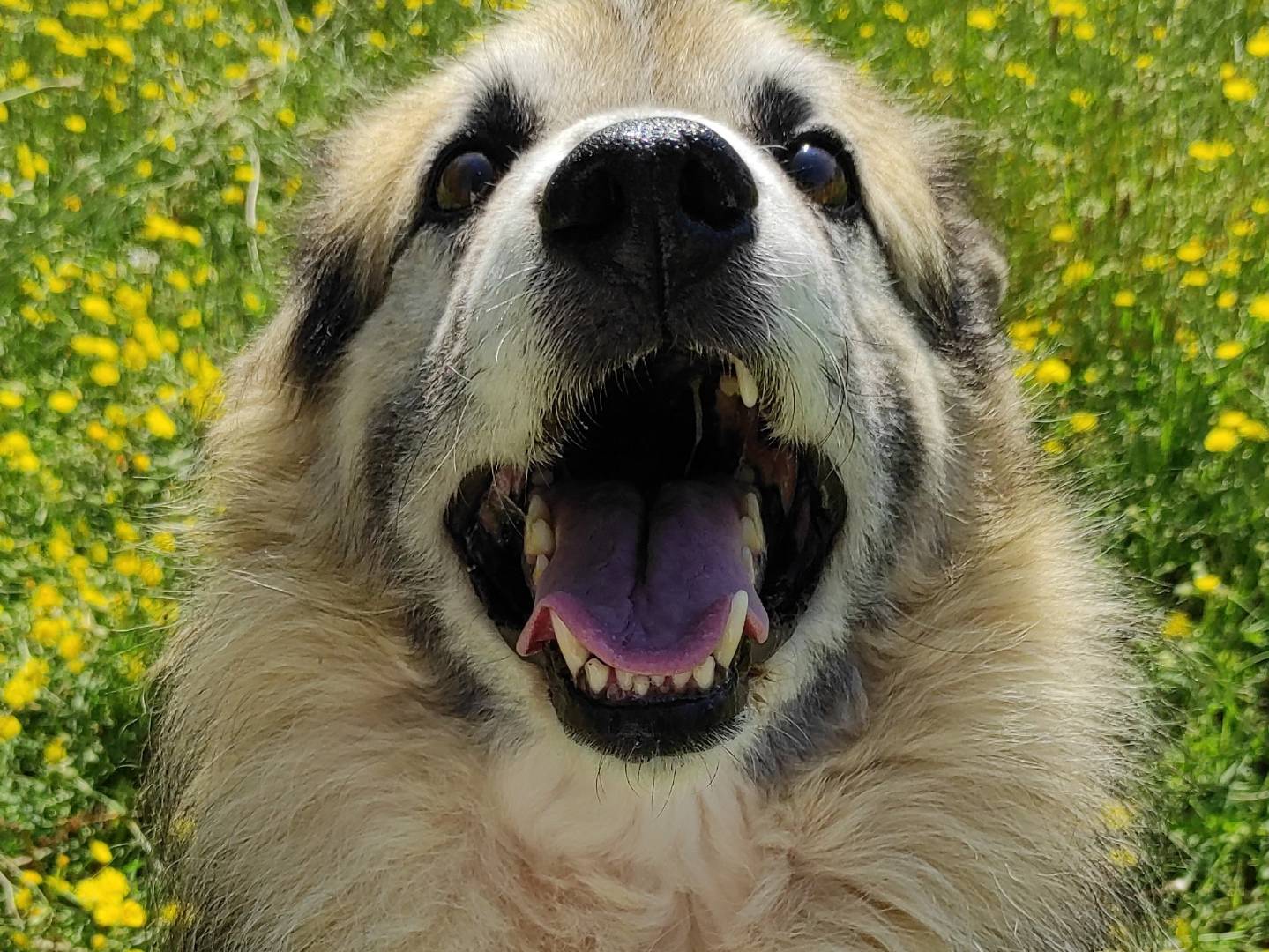 Adotta un cane, taglia media, maschio, Viterbo