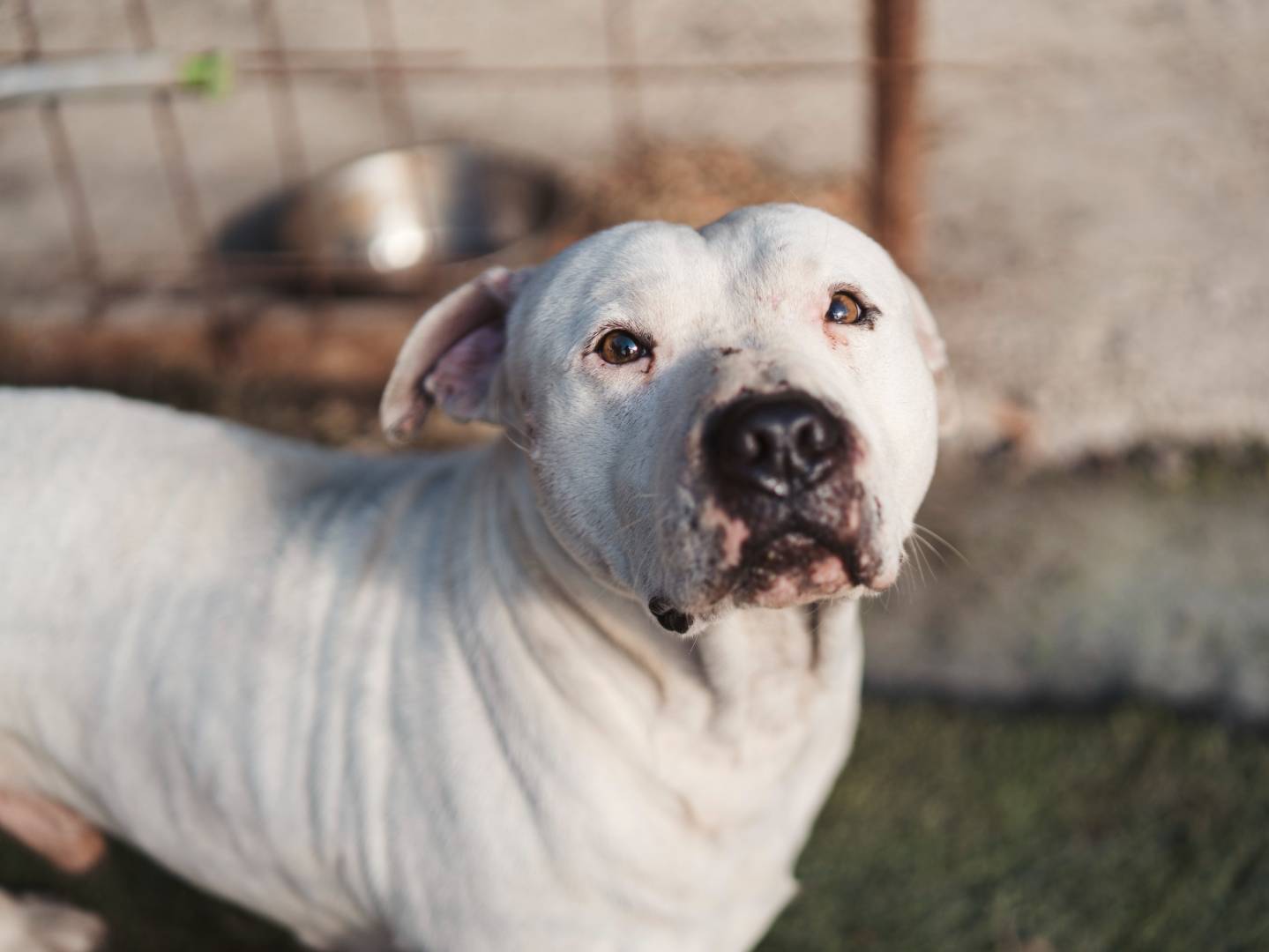 Vuoi adottare un cane a Firenze?