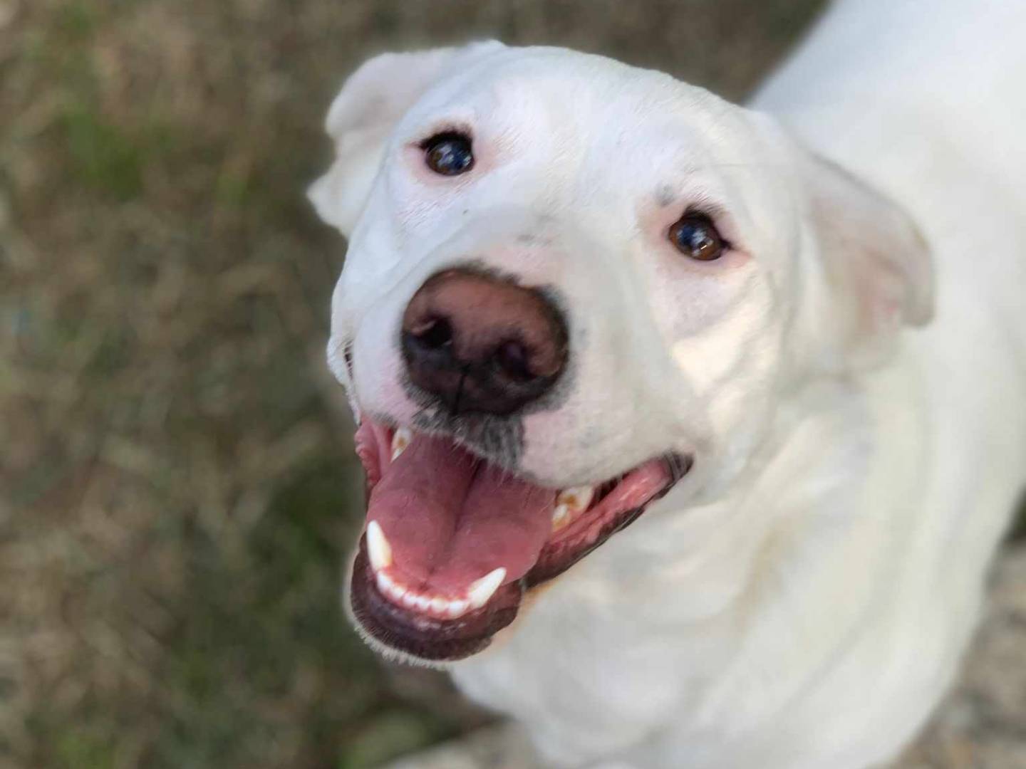 Vuoi adottare un cane a Firenze?