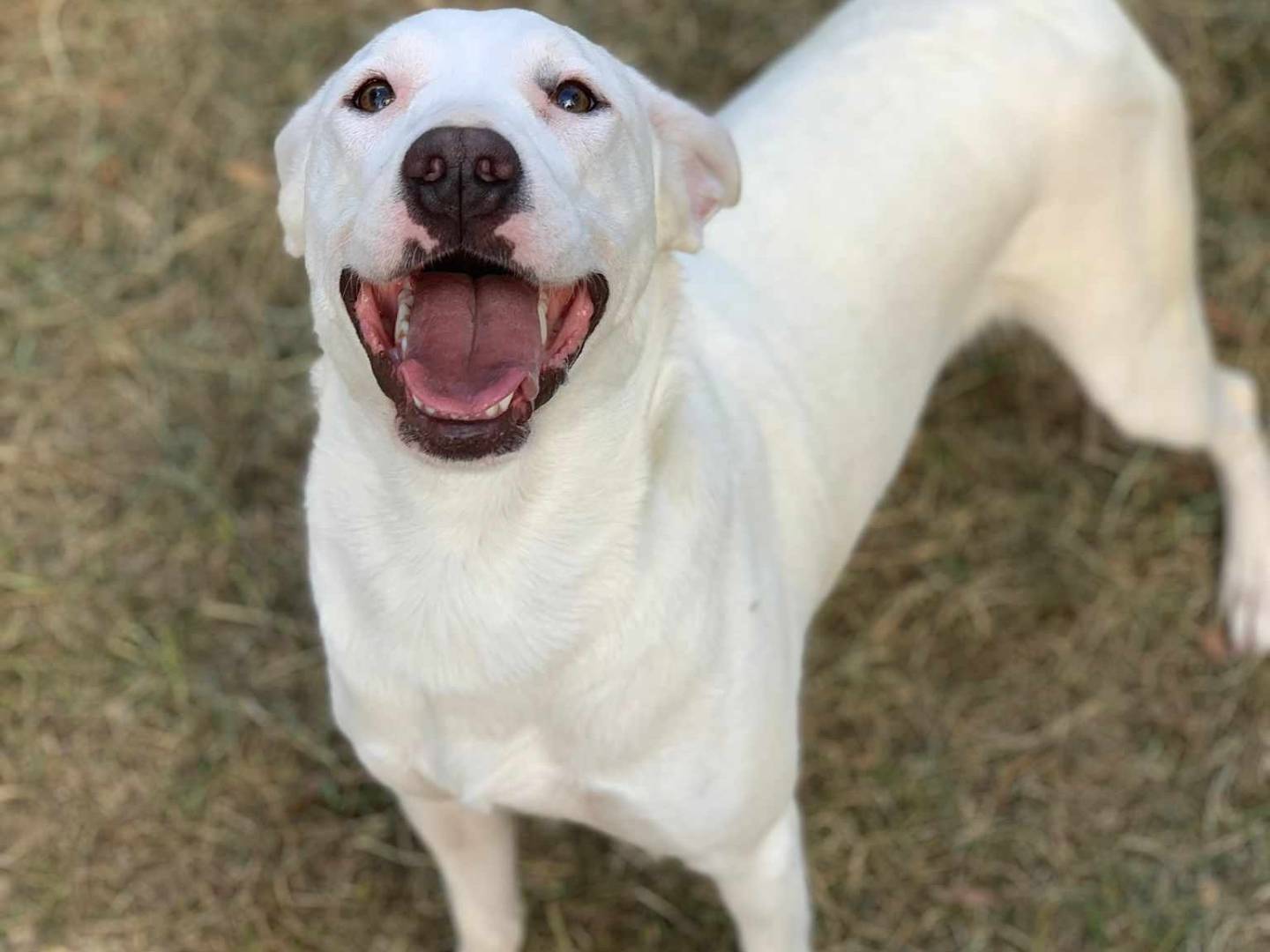 Adotta un cane, femmina, 1 anno e 6 mesi , Firenze