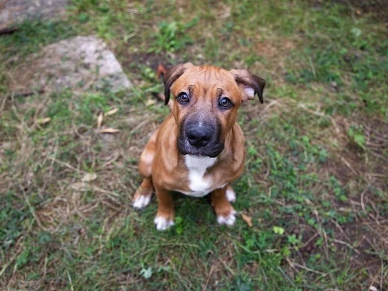 Adotta un cane, maschio, 3 mesi, Firenze