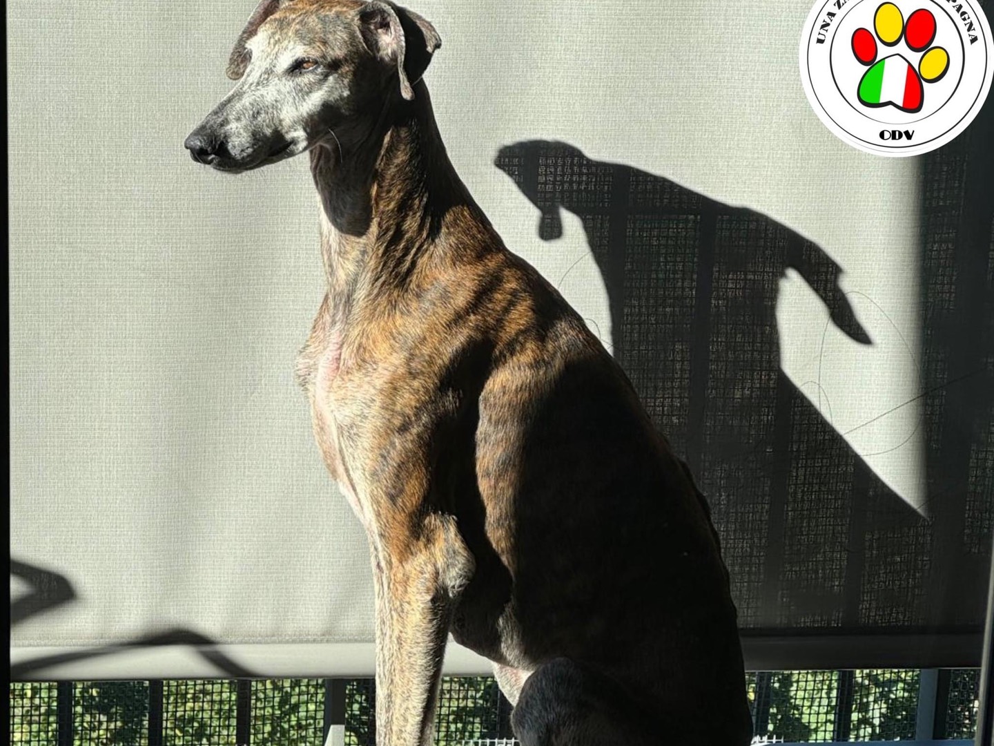 Adozione cane, maschio, Levriero Spagnolo (Galgo), 5 anni e 11 mesi, taglia media, Milano