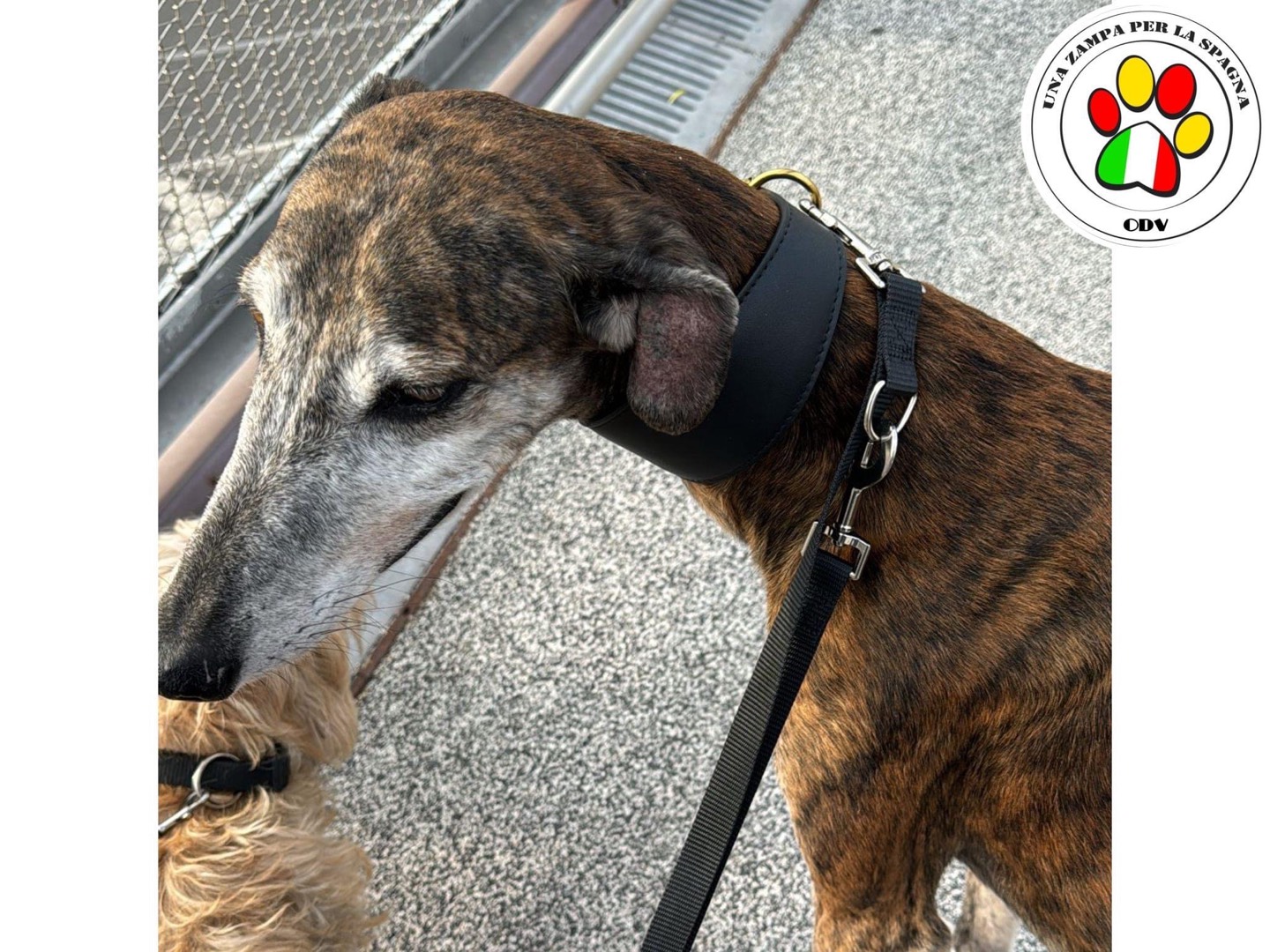Adotta un cane, maschio, 5 anni e 11 mesi, Milano