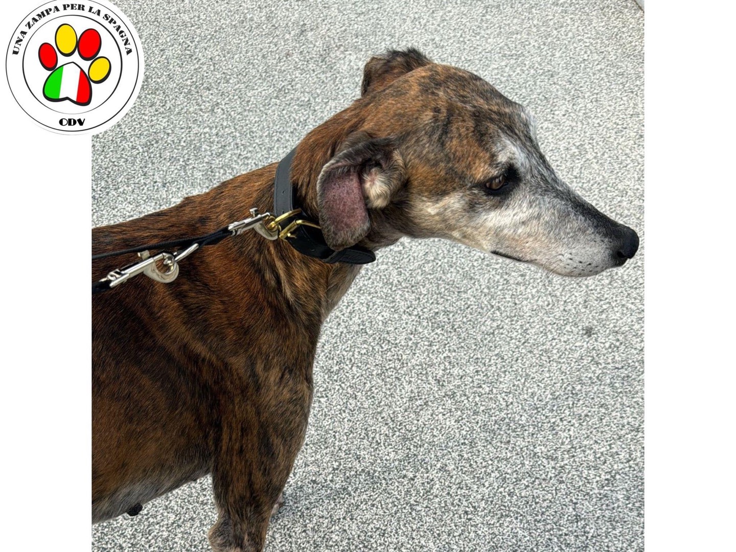 Vuoi adottare un cane a Milano?