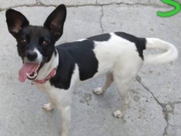 Adozione cane, maschio, meticcio, 6 anni e 5 mesi, taglia piccola, Vercelli