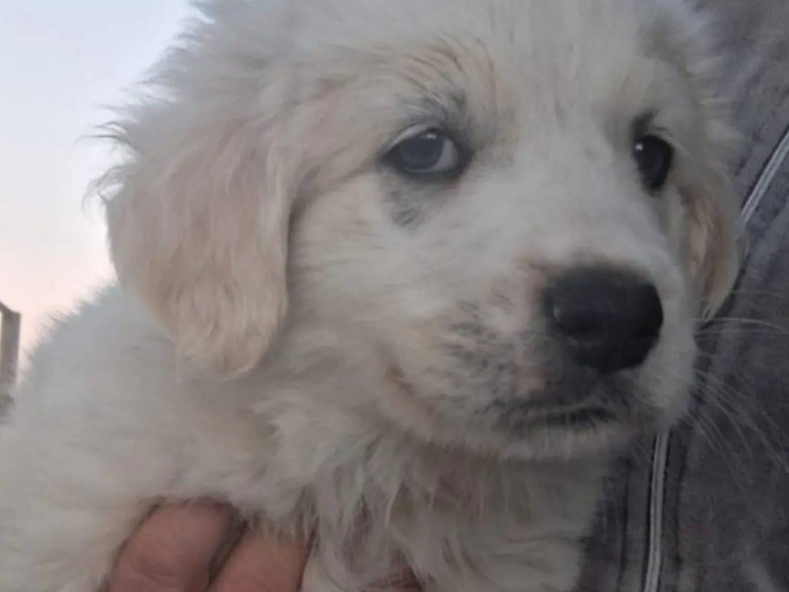 Adotta un cane, femmina, 1 anno e 3 mesi, Crotone