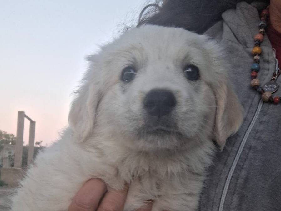 Adotta un cane, taglia grande, femmina, Crotone