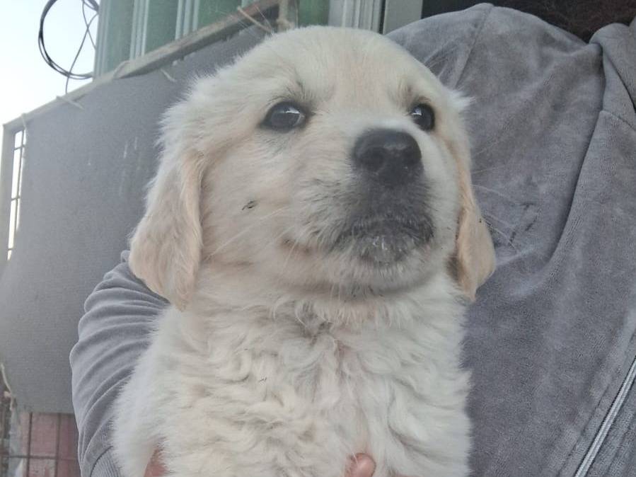 Adotta un cane, taglia grande, femmina, Crotone