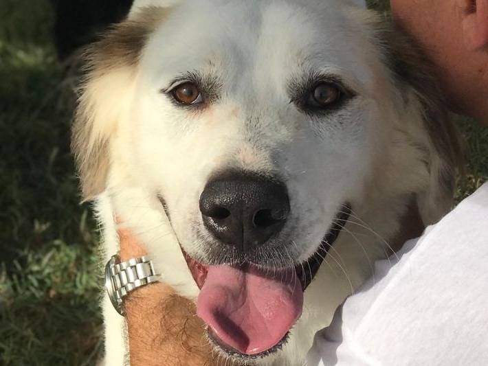 Adozione cane, maschio, Labrador Retriever, 6 anni e 2 mesi, taglia media, Latina