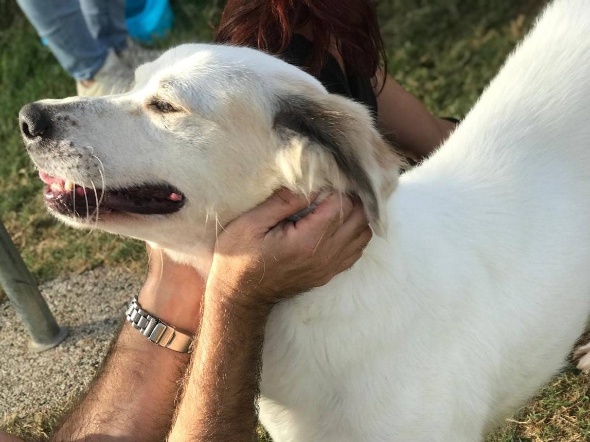 Adotta un cane, taglia media, maschio, Latina