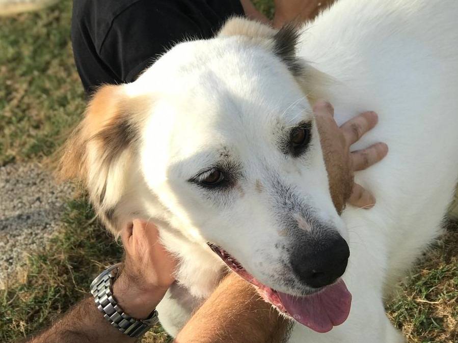 Vuoi adottare un cane a Latina?