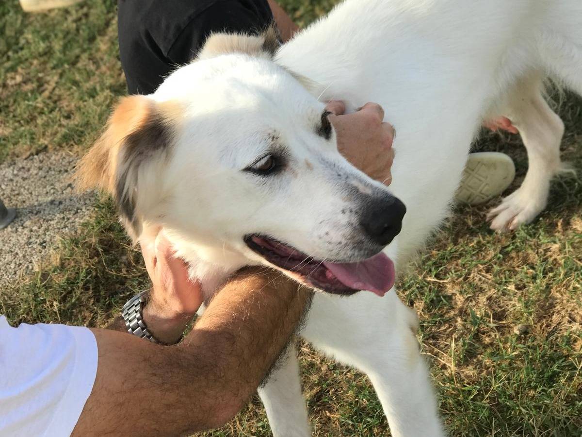 Adotta il cane AIGOR a Latina