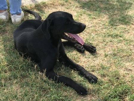 Adotta un cane, maschio, 3 anni  e 5 mesi , Latina