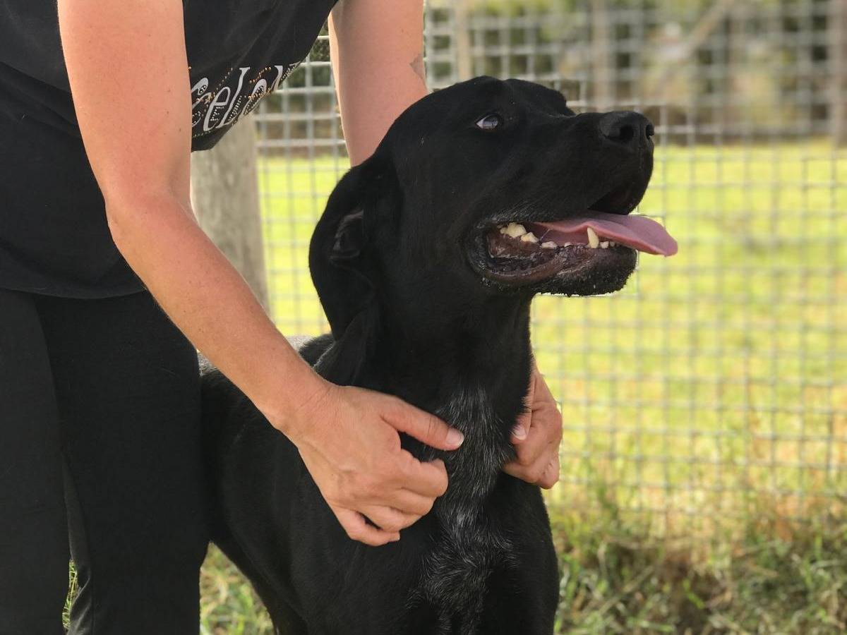 Adotta un cane, taglia grande, maschio, Latina