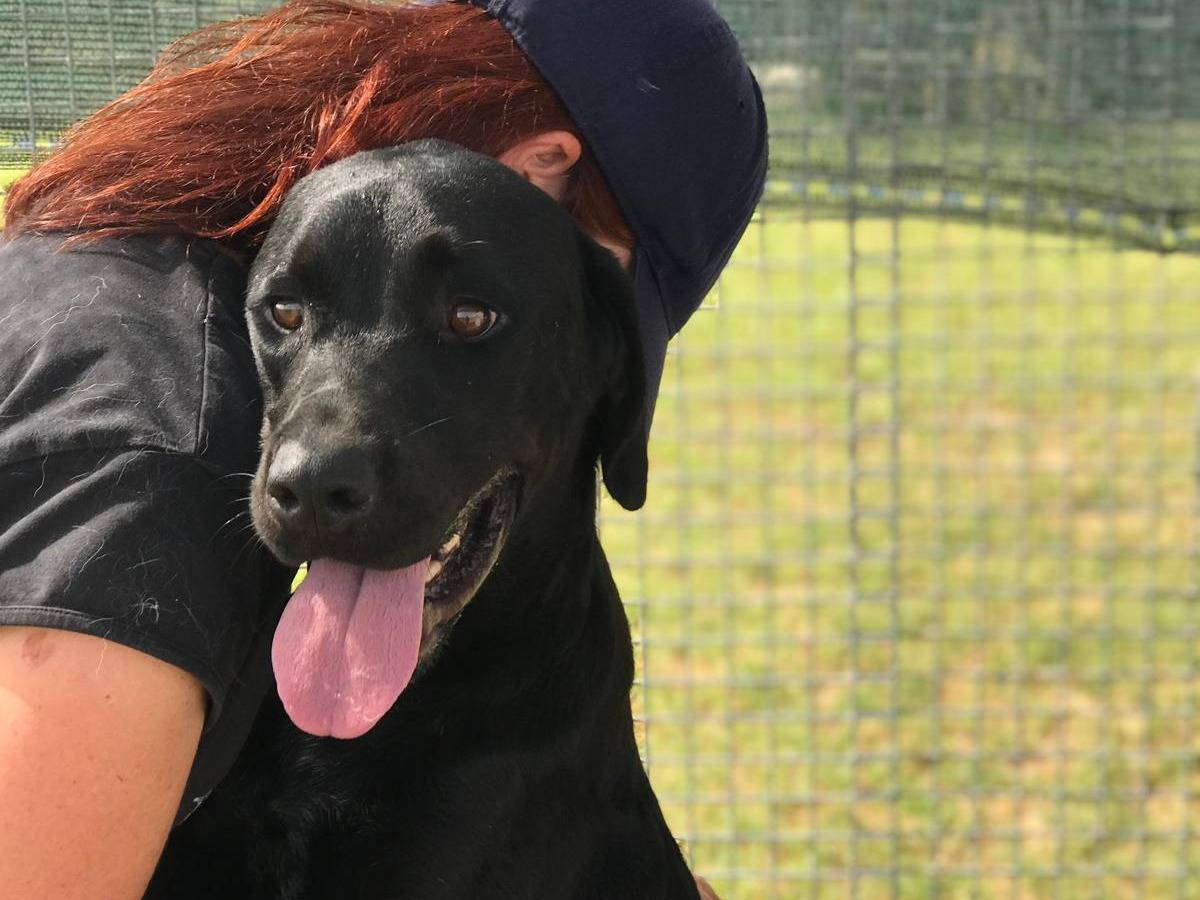 Vuoi adottare un cane a Latina?