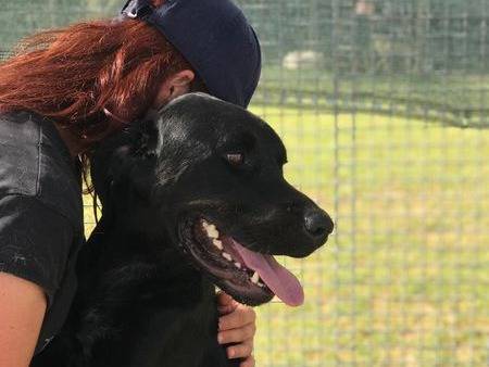 Adotta il cane BLOCK a Latina