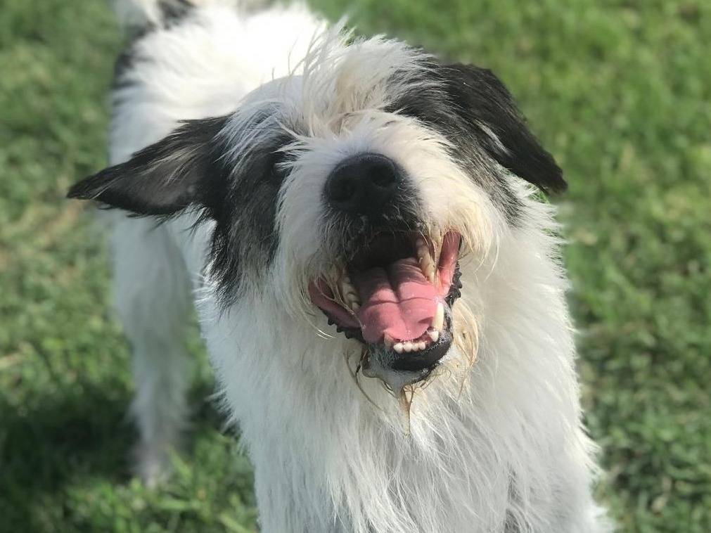 Adotta un cane, maschio, 5 anni e 11 mesi, Latina
