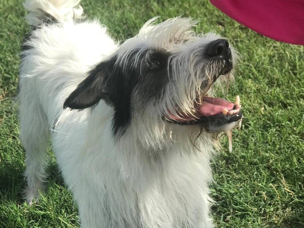Vuoi adottare un cane a Latina?