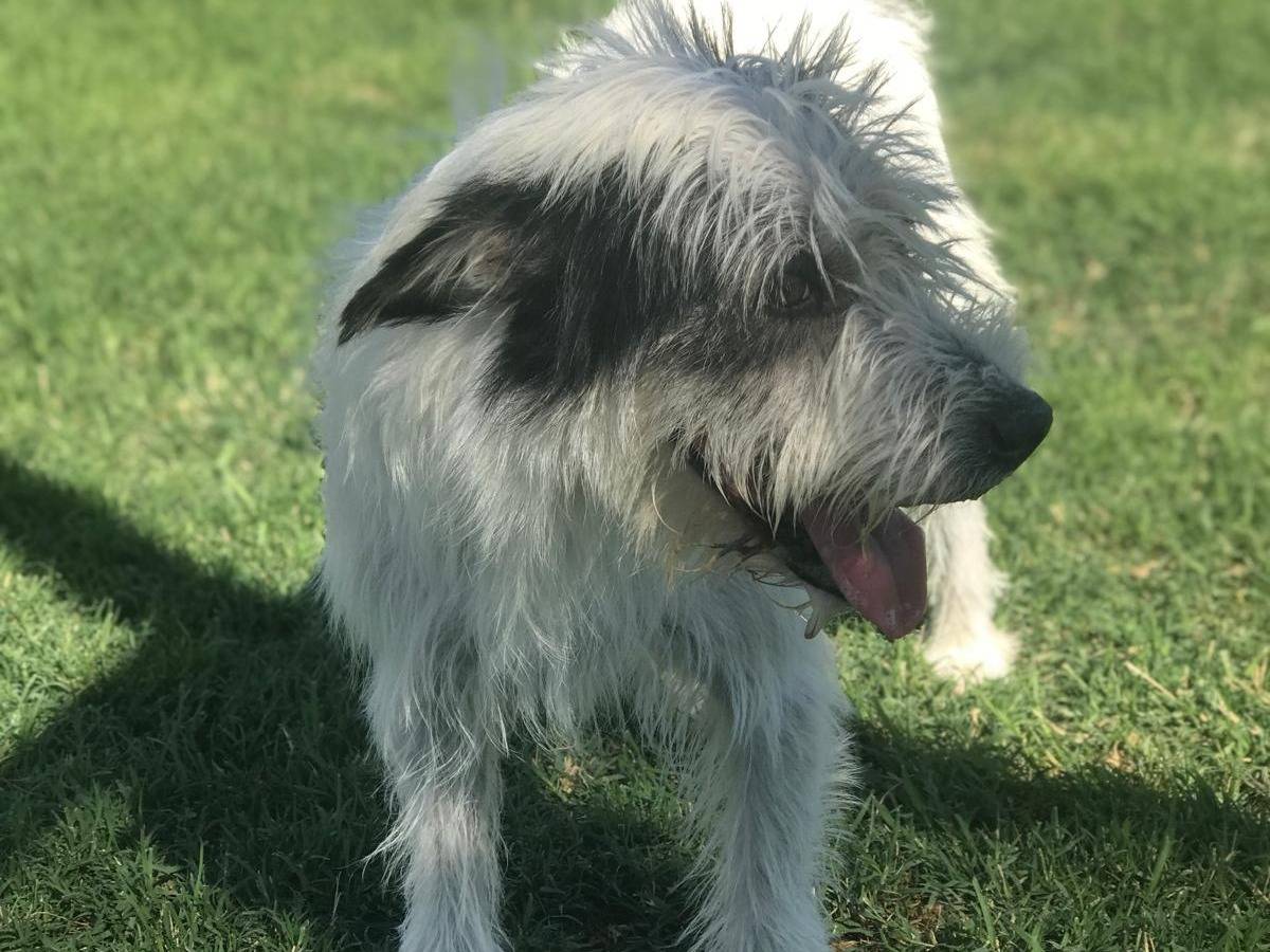 Adotta il cane Cirillo a Latina