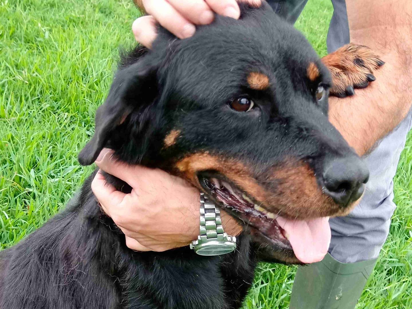Adotta un cane, femmina, 4 anni  e 7 mesi , Latina