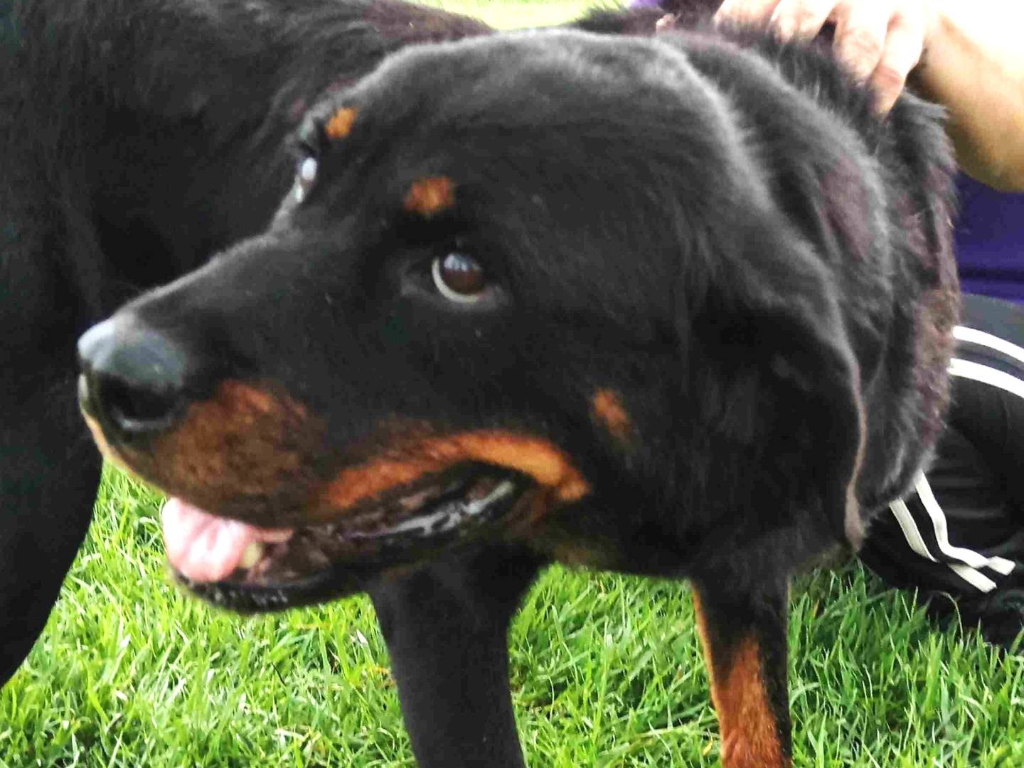 Adotta un cane, taglia media, femmina, Latina