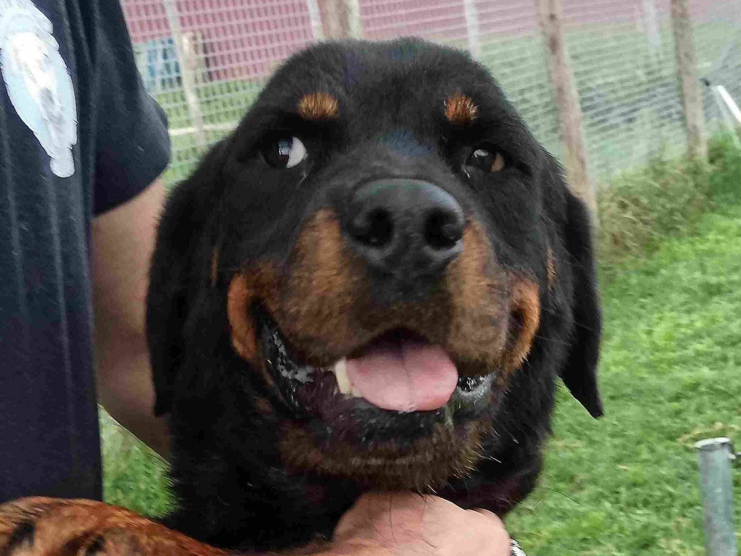 Vuoi adottare un cane a Latina?
