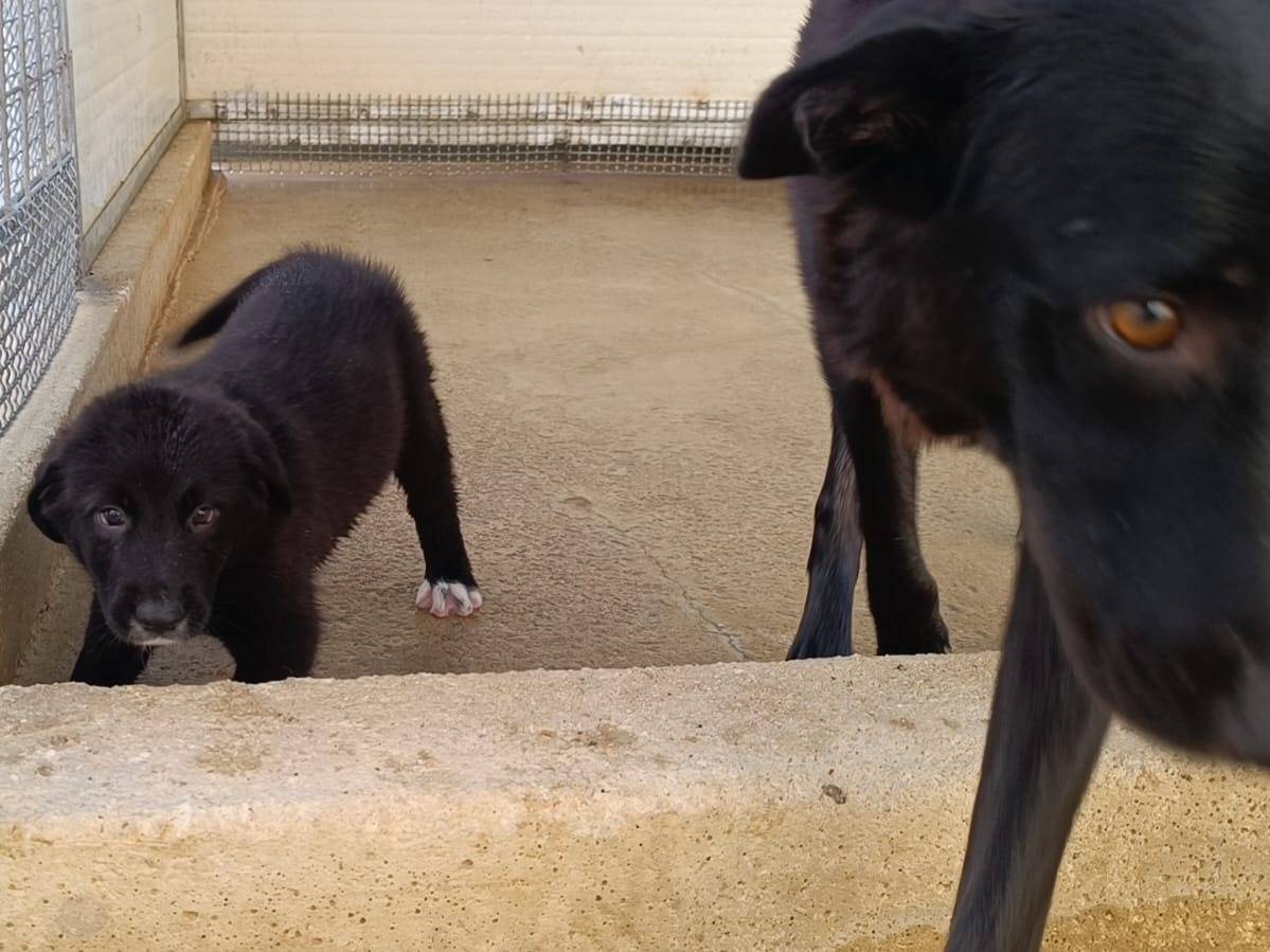 Adotta un cane, femmina, 9 mesi, Caserta
