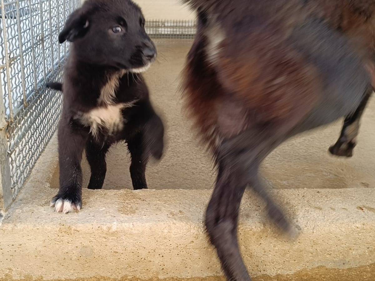 Adotta un cane, taglia grande, femmina, Caserta