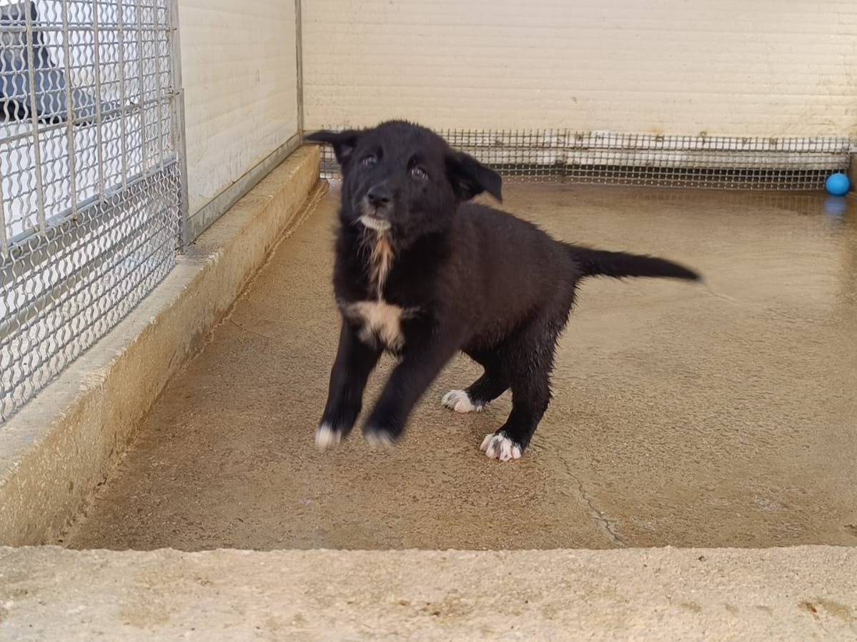 Vuoi adottare un cane a Caserta?