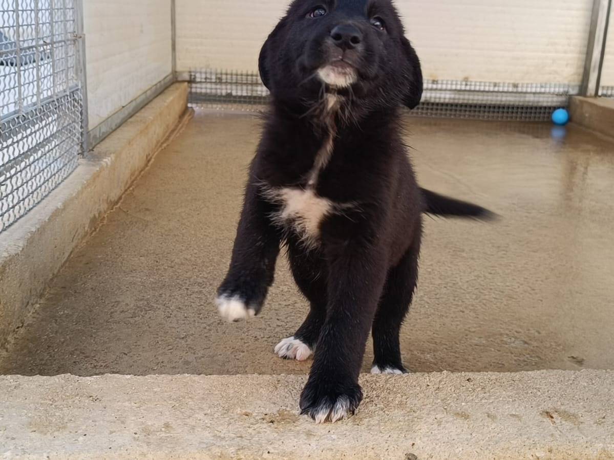 Adotta il cane Pupa a Caserta