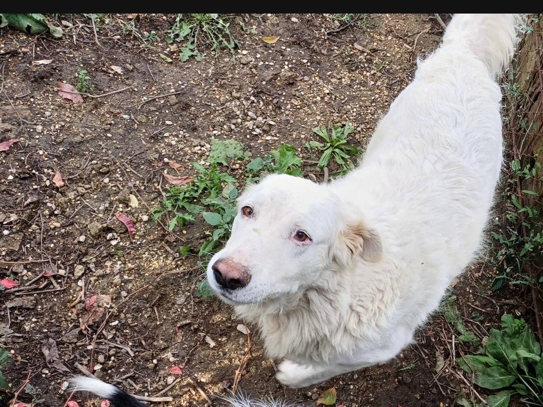 Adotta un cane, femmina, 3 anni  e 4 mesi , Roma