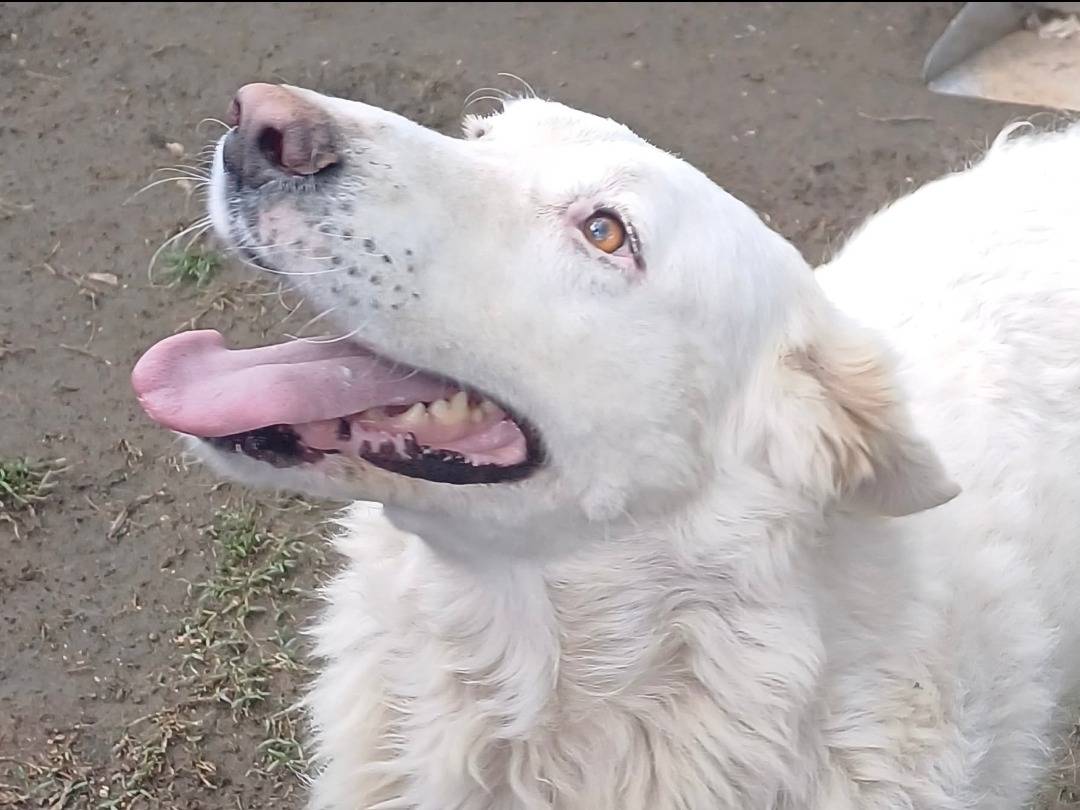 Adotta un cane, taglia grande, femmina, Roma