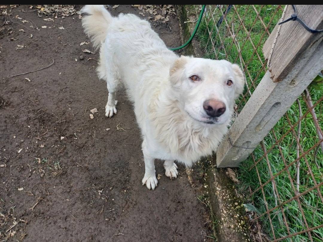 Vuoi adottare un cane a Roma?