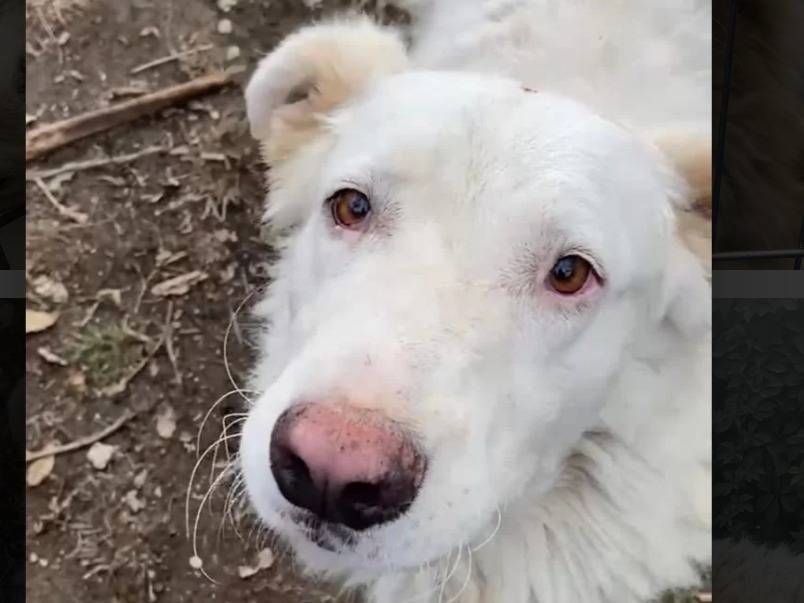 Adotta il cane BOMBA a Roma