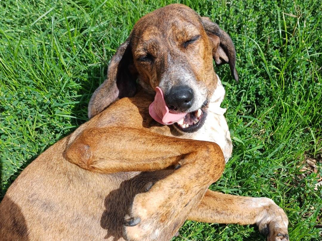 Adozione cane, femmina, Segugio, 4 anni  e 7 mesi , taglia media contenuta, Roma