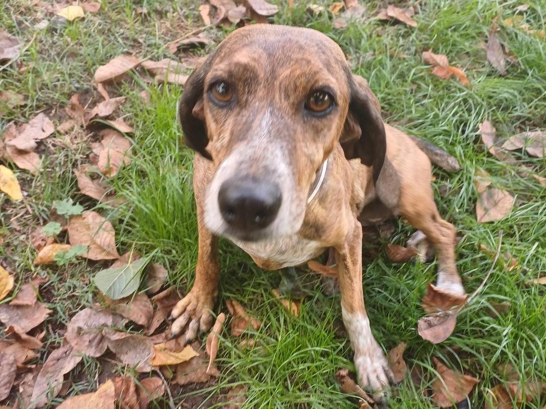 Adotta un cane, femmina, 4 anni  e 9 mesi , Roma