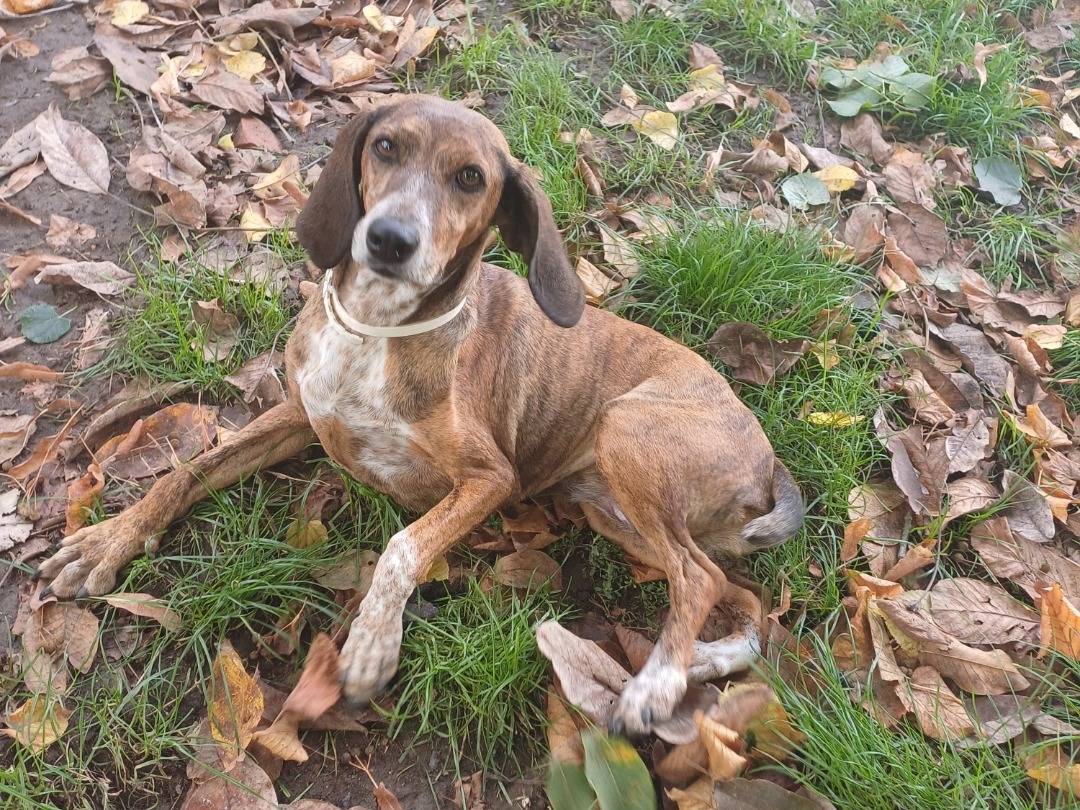 Adotta un cane, taglia media contenuta, femmina, Roma
