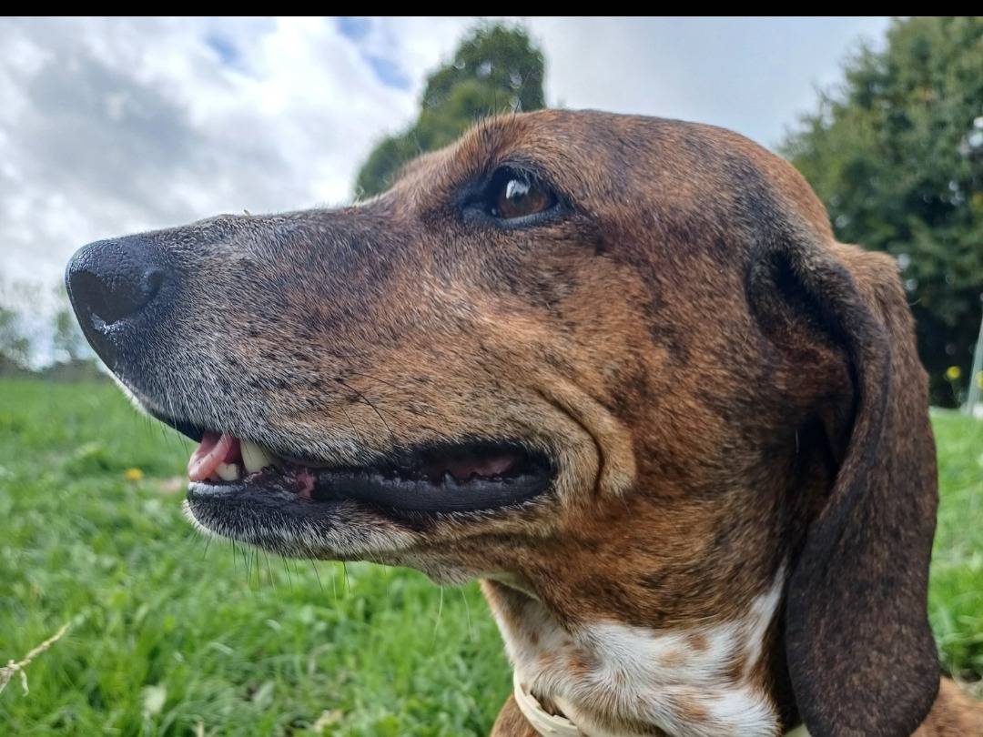 Vuoi adottare un cane a Roma?