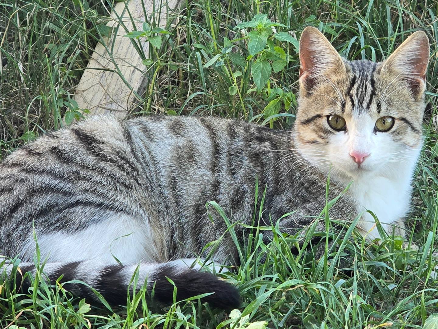 Adozione gatto, maschio, meticcio, 2 anni e 2 mesi, taglia non valida, Bari