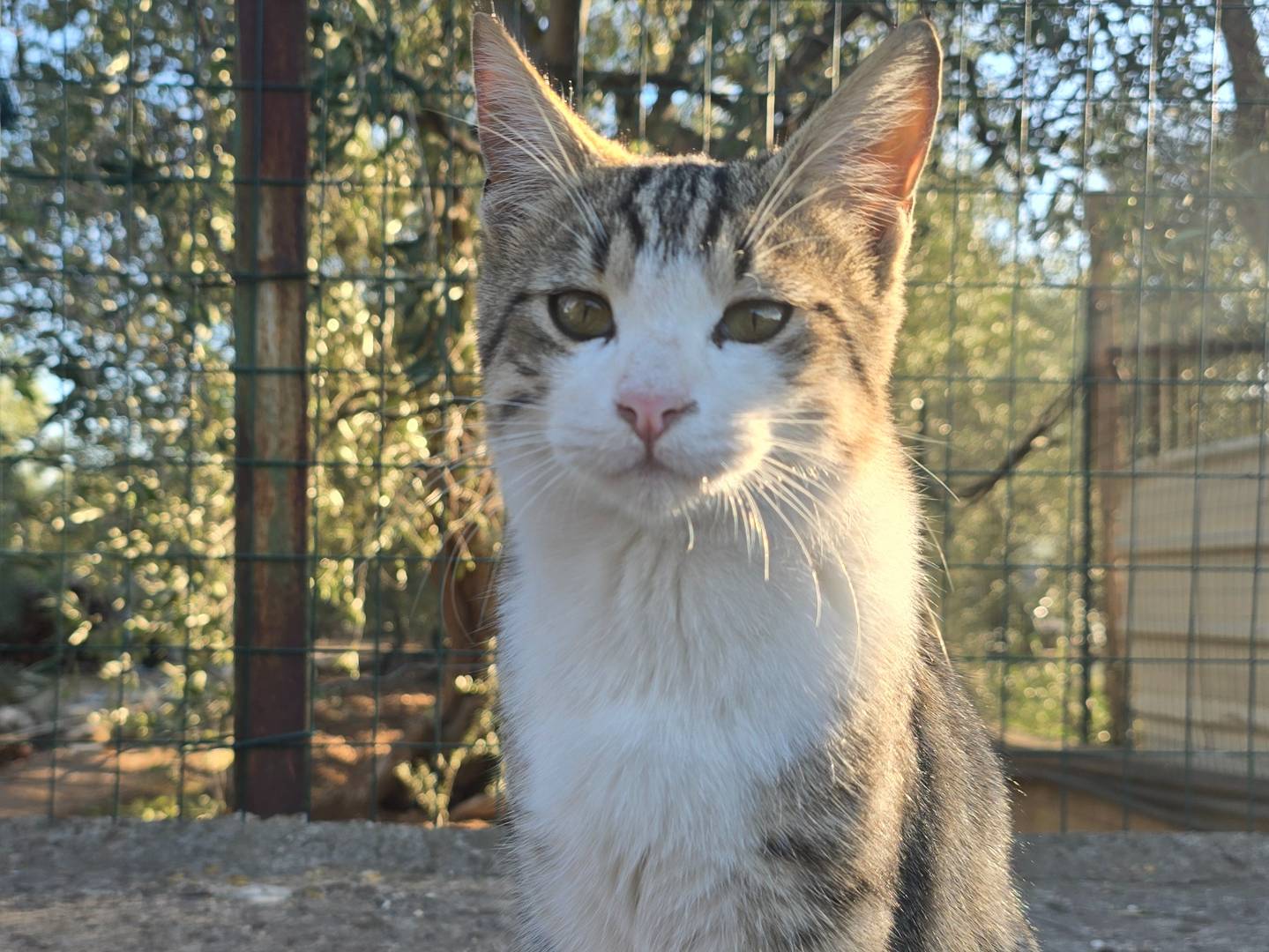 Adotta un gatto, maschio, 2 anni e 2 mesi, Bari