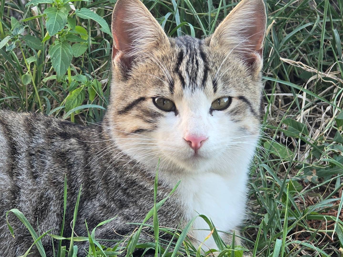 Adotta un gatto, taglia non valida, maschio, Bari
