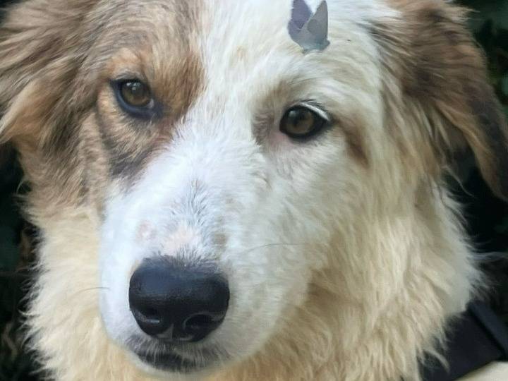 Foto dell'animale