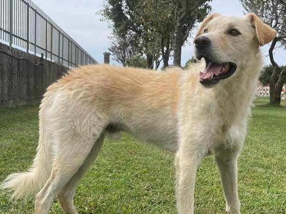 Adotta un cane, maschio, 5 anni  e 5 mesi , Pavia