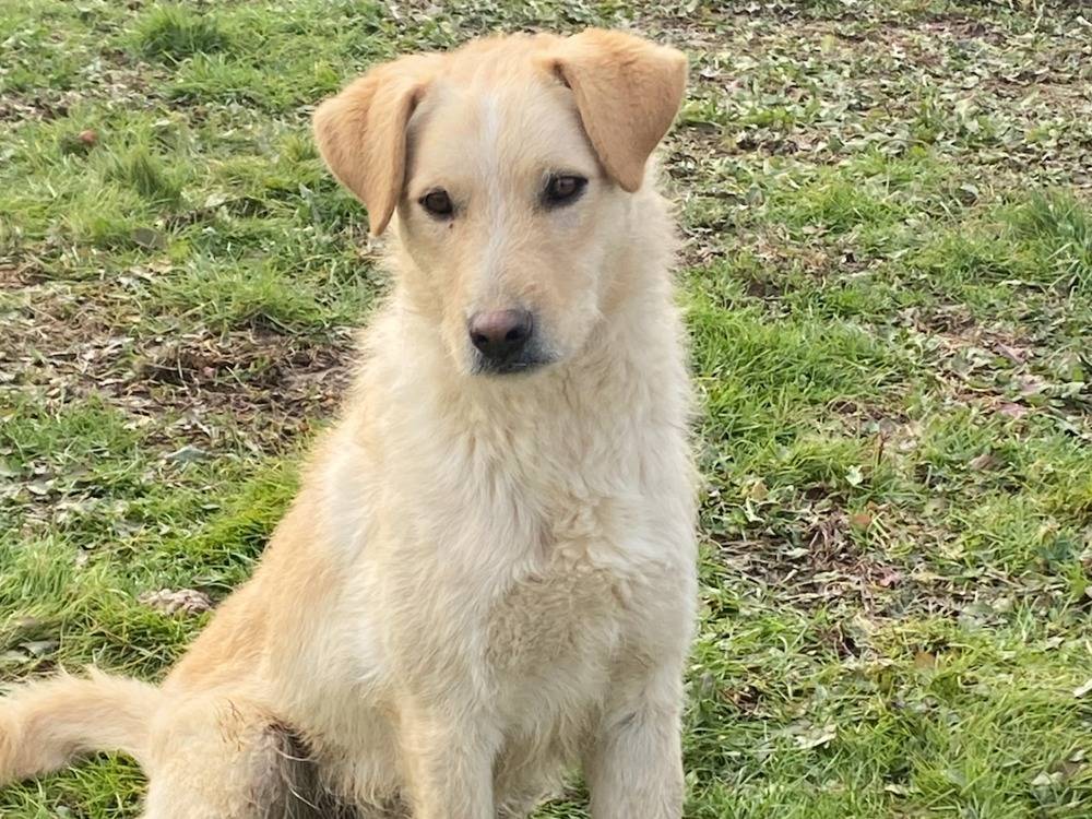Adotta un cane, taglia media, maschio, Pavia