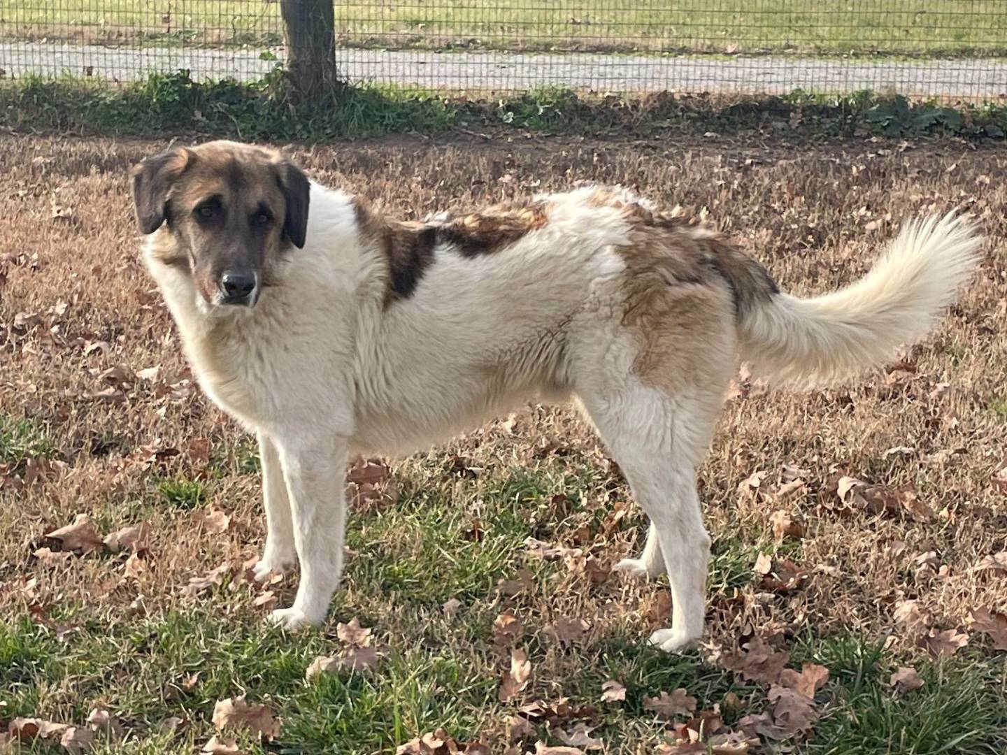 Adotta un cane, maschio, 5 anni  e 7 mesi , Pavia