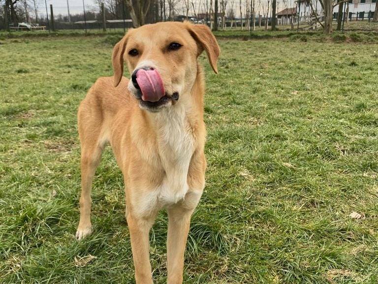 Foto dell'animale