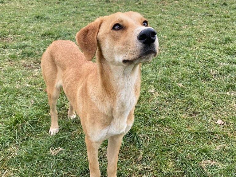 Adotta un cane, maschio, 5 anni , Pavia