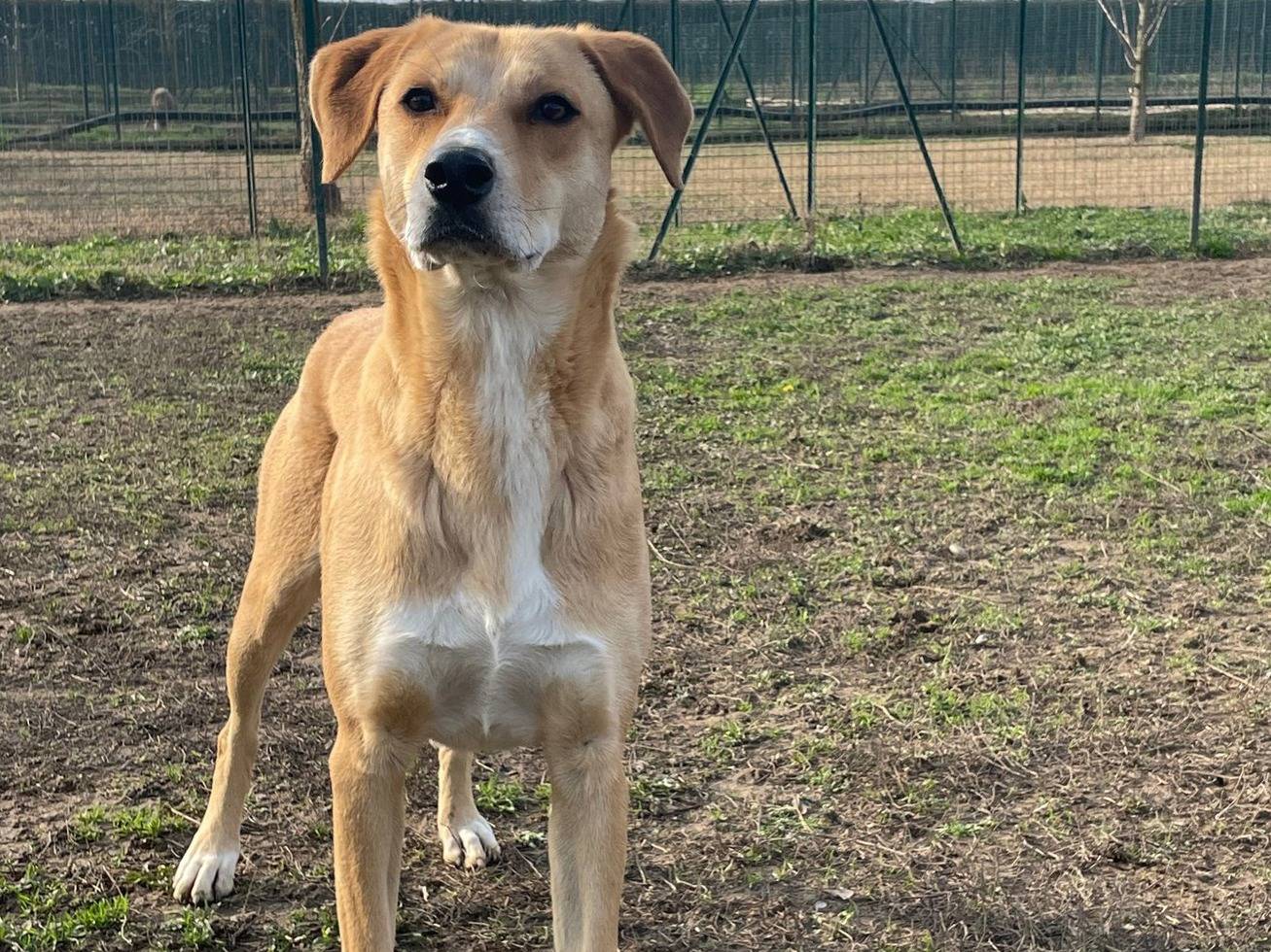 Adotta un cane, taglia media, maschio, Pavia